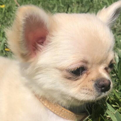 cream apple head chihuahua