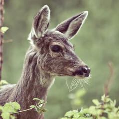 deer